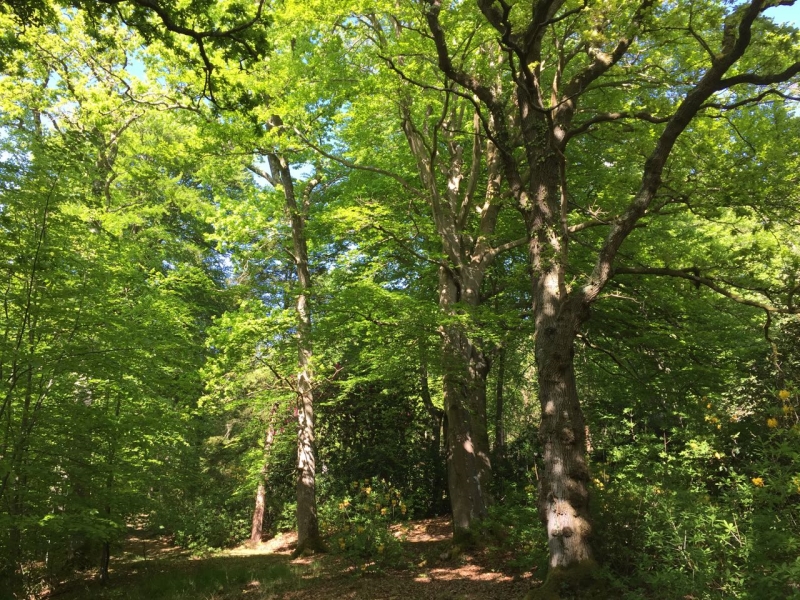 The House in the Wood